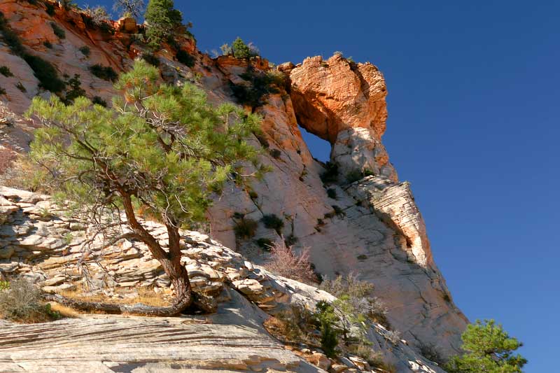 Jughandle Arch (Zion National Park)