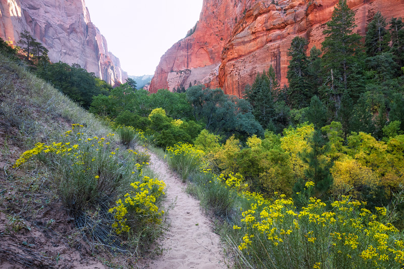 the inviting West Rim Trail heads towards the White Cliffs (Zion National Park)