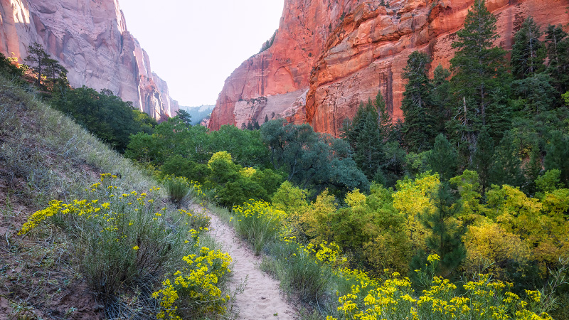 the inviting West Rim Trail heads towards the White Cliffs (Zion National Park)